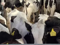 Bulle, Russian Black pied cattle — Foto 3
