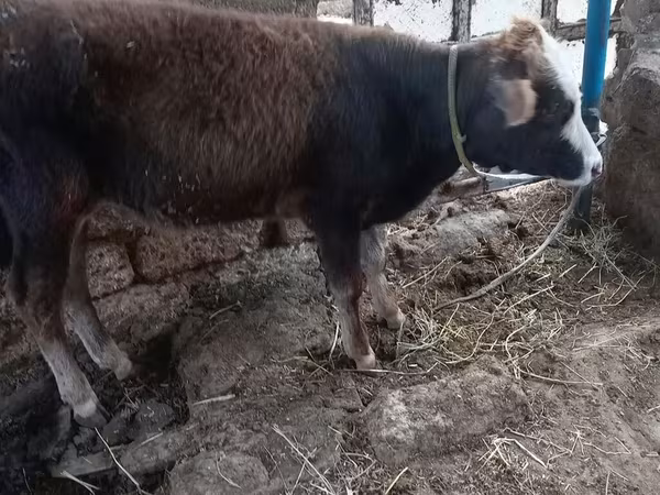 ثور, الماشية