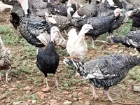 Turkeys — 照片 6