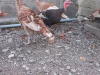 बोर्बन रेड — फ़ोटो 6