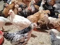 Chickens — Foto 1