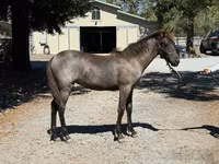 Yegua, Rocky Mountain Horse — foto 5