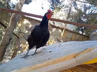 Chickens — foto 1