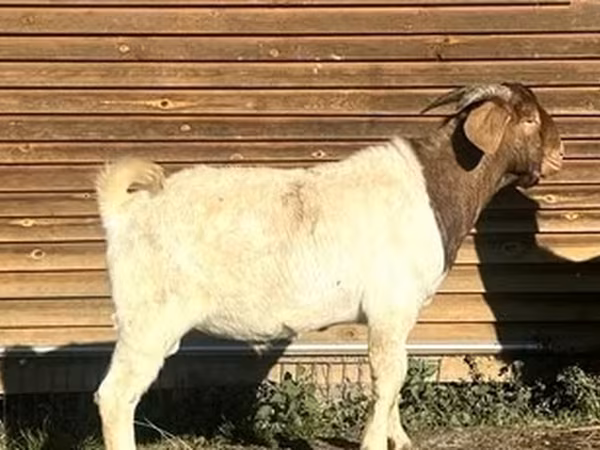Козел, Boer goat