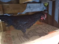 Chickens — Foto 2