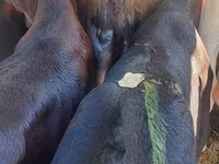 İribuynuzlu mal-qara (partiya, cinsi göstərilməyib), Simmental cattle — foto 4