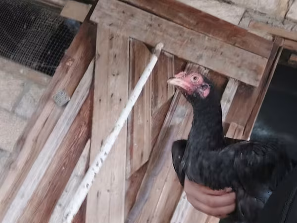 Chickens