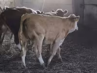 Bulle, Simmental cattle — Foto 4