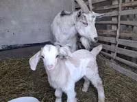 Ziege, Alpine goat — Foto 2