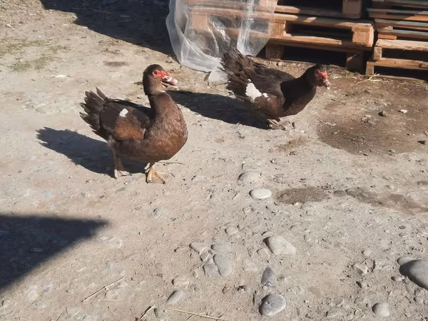 Ducks