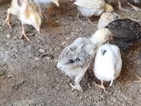 Chickens — फ़ोटो 4