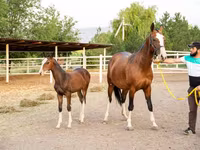 فرس, Akhal-Teke — الصورة 3