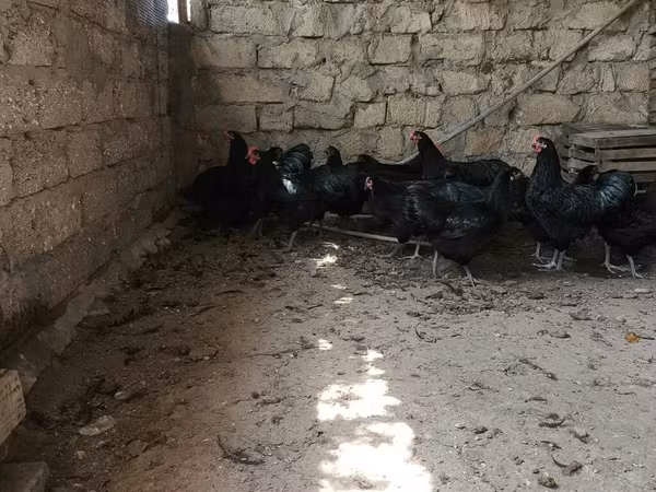 मेलीन