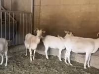 Коза, Pomellata goat — фото 5