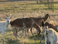 Billy Goat, Goats — photo 3