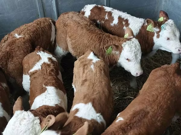 Бұқа, Simmental cattle