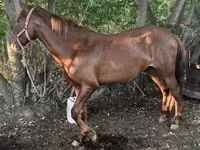 Hengst, Kazakh horse — Foto 1