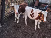 Bulle, Simmental cattle — Foto 2