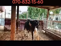 Vaca, Raza Holstein — foto 5