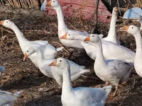 Geese — Foto 3