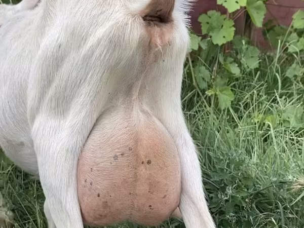 Ешкі, Saanen goat