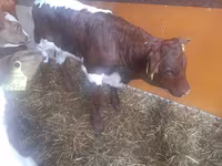 Bulle, Simmental cattle — Foto 3