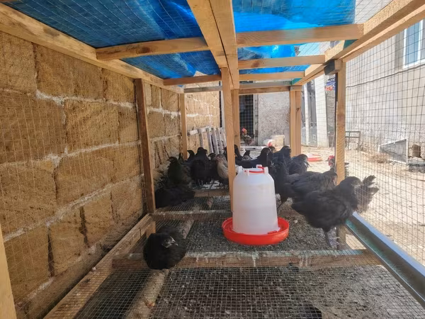 Ayam Cemani
