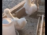 Silkie — photo 3