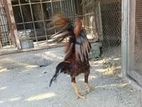 Chickens — 3-сурет