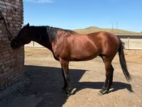 公马, Arabian horse — 照片 1