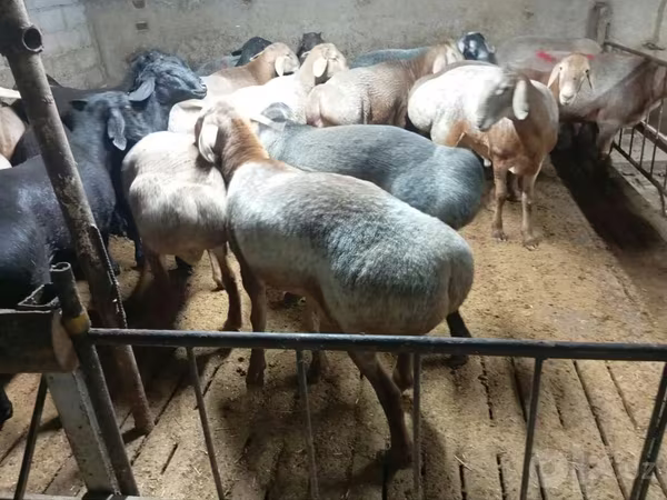 Qoyunlar (partiya, cinsi göstərilməyib), Qoyunlar