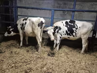 Kuh, Russian Black pied cattle — Foto 2