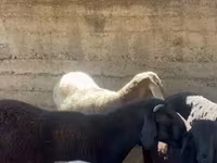 मेढ़ा, Arashan sheep — फ़ोटो 5