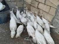 Turkeys — фото 1