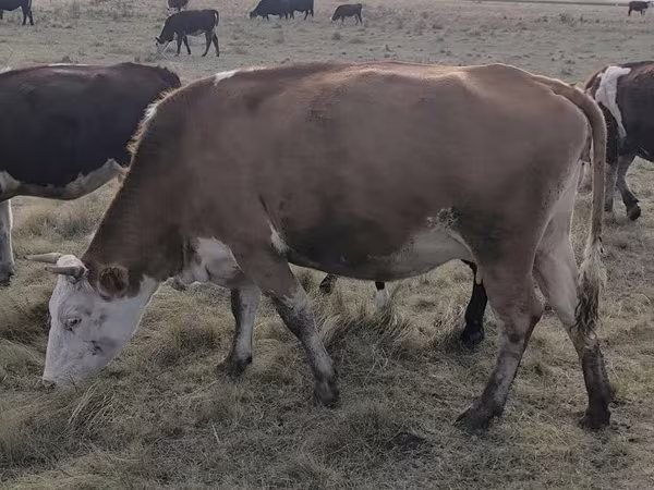 Cow, Simmental cattle