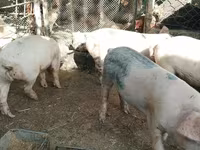 Schweine (Partie, Geschlecht nicht angegeben), Schweine — Foto 4