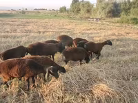 母羊, Sheep — 照片 2