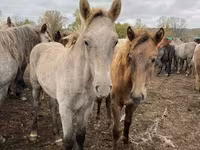 Caballo, Caballos — foto 2