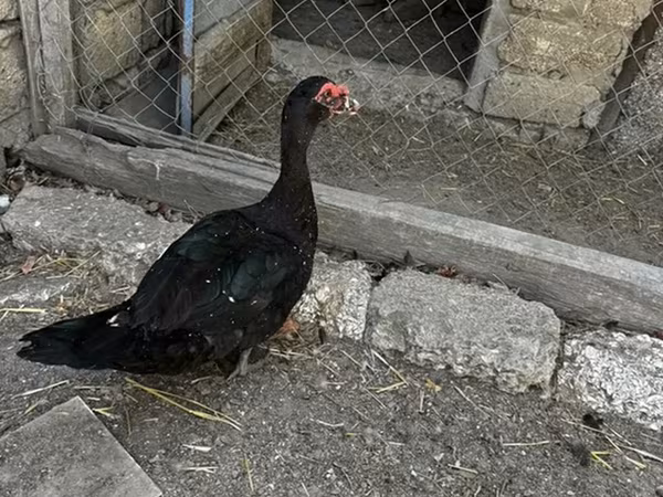 Ducks