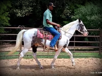 حصان, National Show Horse — الصورة 7