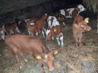 Toro, Simmental cattle — foto 1