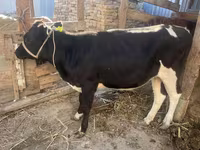 Vaca, Russian Black pied cattle — foto 2