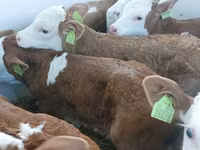 Toro, Simmental cattle — foto 2