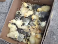 Geese — Foto 1