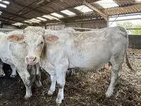 母牛, Charolais cattle — 照片 2
