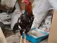 Chickens — photo 2
