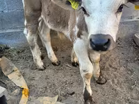 Bulle, Swiss cattle — Foto 5