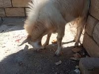 Cabra, Cabras — foto 2