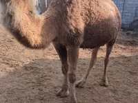 Camel Female, Camels — photo 2
