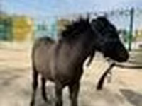 خيول (دفعة، الجنس غير محدد), Australian Pony — الصورة 7